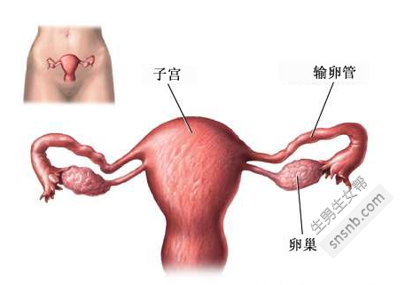 双侧输卵管堵塞的情况下可以做试管婴儿吗？双侧输卵管堵塞的原因分析 ... ...